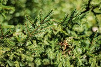 Pine branch, aesthetic nature background. Free public domain CC0 photo.