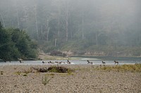 Elk crossing the Quillayute River are seen from the Quileute Indian Reservation, near the site of the U.S. Department of Agriculture (USDA) Natural Resource Conservation Service (NRCS) Thunder Road project addresses four fish barriers that block more than 22 acres of fish habitat, in La Push, Washington, Aug 22, 2018.