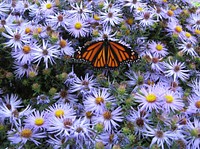 Monarch butterfly on aster. Free public domain CC0 photo.