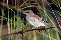 _YT_1374_Plain-backed sparrow