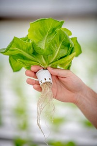 The hydroculturely-grown butterhead lettuce grown in the Sirmon Farms greenhouse, which regulates the oxygen and nutrients to the plants, grows 20-30 percent faster than in their fields.