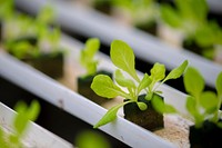 The hydroculturely-grown butterhead lettuce grown in the Sirmon Farms greenhouse, which regulates the oxygen and nutrients to the plants, grows 20-30 percent faster than in their fields.