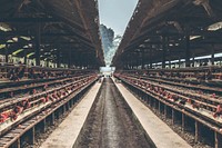 Hen, poultry industry. Free public domain CC0 photo.