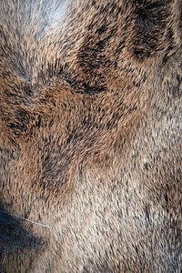 Animal fur texture background. Original public domain image from Flickr