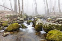 Hughes River, forest stream background. Free public domain CC0 photo.