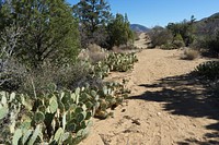 Cactus Spring TrailThe trailhead is located off highway 74 across from the Pinyon Flats Campground. This high desert trail takes you down to a spring.Forest Service photo by Tania C. Parra. Original public domain image from Flickr