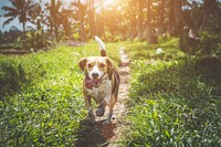 Brown dog running on grass with sunlight. Free public domain CC0 photo.