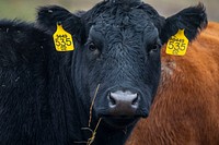 Scenes from Herr Angus Farms in Nottingham, Pennsylvania.USDA photo by Preston Keres. Original public domain image from Flickr