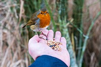 American robin fed by human. Original public domain image from Flickr