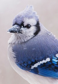 Blue jay bird. Free public domain CC0 photo.