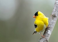 American goldfinch bird. Free public domain CC0 image.