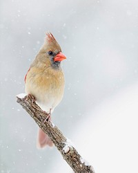 Northern cardinal, female bird. Free public domain CC0 image.