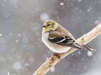 American goldfinch bird in snow. Free public domain CC0 photo.