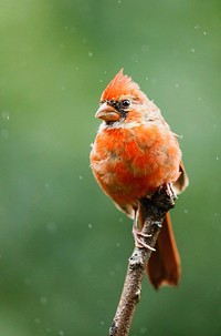 Male northern cardinal bird. Free public domain CC0 photo.