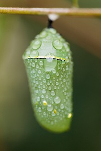 Monarch Butterfly Chrysalis. Free public domain CC0 photo.