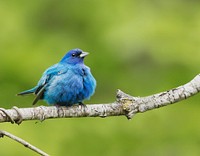 Indigo bunting bird background. Free public domain CC0 photo.