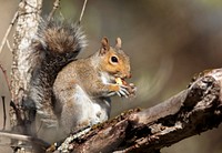Gray squirrel, animal background. Free public domain CC0 photo.