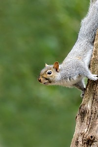Gray squirrel, animal background. Free public domain CC0 photo.