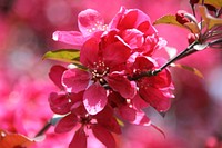 Pink cherry blossom blooms in summer. Original public domain image from Flickr