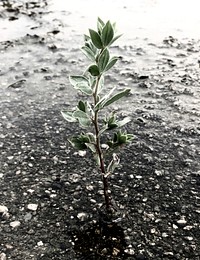 Little sapling. Original public domain image from Flickr