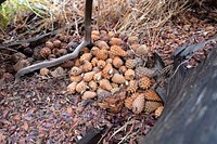 Red squirrel food cache and midden by Jacob W. Frank. Original public domain image from Flickr