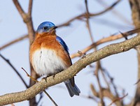 Male eastern bluebird. Free public domain CC0 photo.