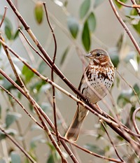 Fox sparrow. Free public domain CC0 image.