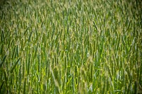 John Wiegand grows spring wheat on his farm near Shelby, Mont. Wheat is part of his diversified crop rotation that can include nine different crops. June 2017. Toole County, Montana. Original public domain image from Flickr