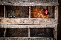 Native American farmer and retired teacher Jerri Parker grew up on in agriculture, but now she operates her diversified farm in Cromwell, Oklahoma.