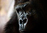 Gorilla, animal photography. Free public domain CC0 image.