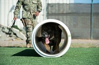 U.S. Navy Master-at-Arms 2nd Class Christopher Henderson, and Military Working Dog Mark, forward-deployed to the security department, practice on an agility course at Camp Lemmonier, Djibouti, Jan. 4, 2019.