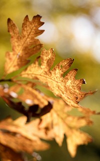 Beautiful oak leaf background, Autumn aesthetic. Free public domain CC0 photo.