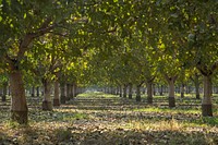 Forever Grateful Ranch is in Chowchilla, CA, 150 miles east-southeast of San Francisco, CA, where owner Jim Chew grows pistachios using dual-line drip micro-irrigation, and utilizes a no-till grass cover crop.