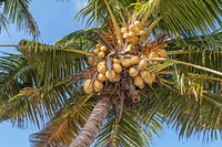 Coconuts on a coconut palm, Bali island.