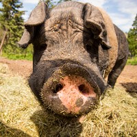 Joe Purcell, owner of the Purcell Ranch near Lolo, Mont., raises hogs and uses the manure byproduct to augment his soil where trees had been thinned and reseeded. Missoula County, Montana. June 2017. Original public domain image from Flickr