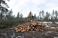 A harvester processes trees and stacks the logs, at the U.S. Department of Agriculture (USDA) Forest Service (FS) Apache-Sitgreaves National Forests, Lakeside Ranger District's Billy Mountain timber sale near Lakeside, AZ, on Dec. 6, 2018.