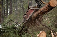 A harvester processes trees and stacks the logs, at the U.S. Department of Agriculture (USDA) Forest Service (FS) Apache-Sitgreaves National Forests, Lakeside Ranger District's Billy Mountain timber sale near Lakeside, AZ, on Dec. 6, 2018.