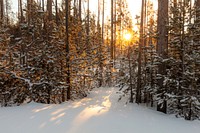 Sunrise through the lodgepole pine. Original public domain image from Flickr