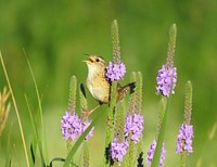 Sedge WrenA sedge wren perches on wildflowers at Morris Wetland Management District in Minnesota.Photo by Alex Galt/USFWS. Original public domain image from Flickr