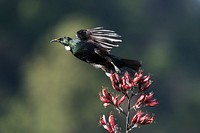 New Zealand bird, nature photography. Free public domain CC0 image.