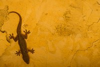 Gecko Lizard on Yellow Wall. Free public domain CC0 image.