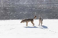 Mating behavior between a breeding pair of coyotes along the Madison River by Jacob W. Frank. Original public domain image from Flickr