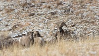 Bighorn Sheep in the U.S. Department of Agriculture (USDA) Forest Service (FS) Apache-Sitgreaves National Forests, five miles north of Greer, AZ on Dec 7, 2018.