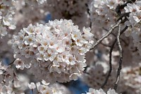 The older cherry blossom trees tend to have the fullest groups of flowers near the Tidal Basin, in Washington, D.C., on April 1, 2019.