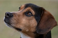 Cute beagle face from side view. Original public domain image from Flickr.
