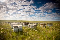 Bee hives on the John Wiegand farm near Shelby, Mont. June 2017. Toole County, Montana. Original public domain image from <a href="https://www.flickr.com/photos/160831427@N06/46704578911/" target="_blank">Flickr</a>