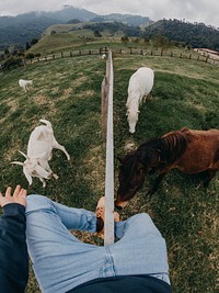 Man sitting on fence with horses. Original public domain image from Flickr