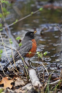 American robinAn American robin along a wetland.Photo by Courtney Celley/USFWS. Original public domain image from Flickr