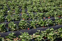 Strawberries grow at Lewis Taylor Farms, in Fort Valley, GA, on May 7, 2019.