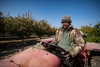 Forever Grateful Ranch is in Chowchilla, CA, about 150 miles east-southeast of San Francisco, on Nov 19, 2018, where owner Jim Chew is still smiling because he says "a good day is when harvest trucks leave with loads of his pistachios" and that is just what happened recently.